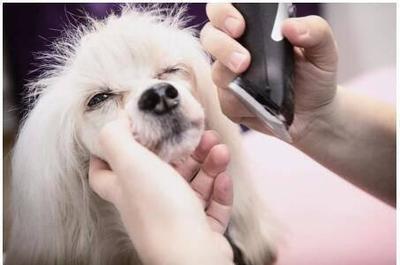 金誠(chéng)集團(tuán)寵物產(chǎn)業(yè)顧問(wèn)“養(yǎng)成記” 打造全方位寵物服務(wù)生態(tài)