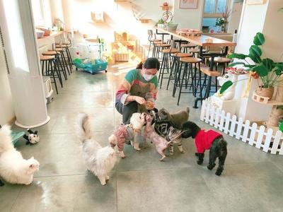 旅游熱帶火寵物上門喂養，寵物服務行業涌現新業態