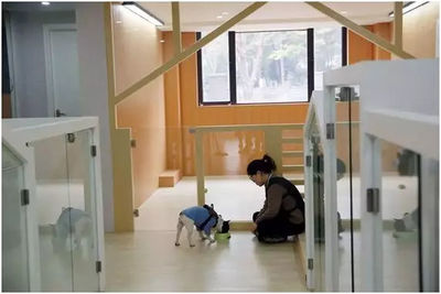 寵物寄養(yǎng)對標(biāo)酒店分級制 開啟寵物服務(wù)新藍(lán)海