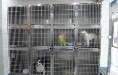 寵物服務(wù) 提升寵物生活品質(zhì)的全面指南