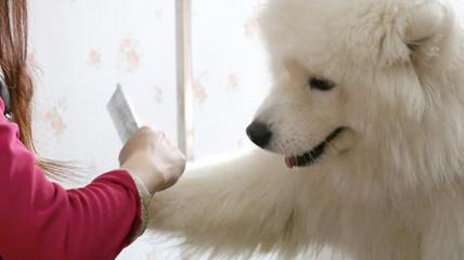 “寵物經濟”也瘋狂 掘金千億藍海，寵物服務如何引領消費新風尚？