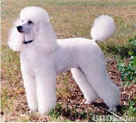 專業寵物美容師，為你的愛寵量身定制獨一無二的美麗體驗