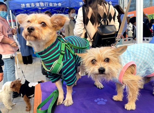 濟南首家寵物公益領養(yǎng)中心正式開放，開啟愛心領養(yǎng)與專業(yè)服務新篇章