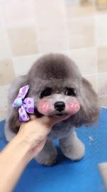 深圳寵物服務新風尚 上門寵物美容，為您的狗狗打造專屬星級體驗